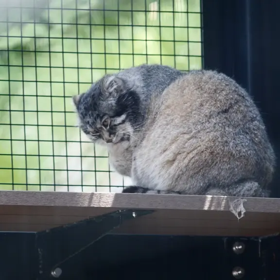 旭山動物園のマヌルネコの写真