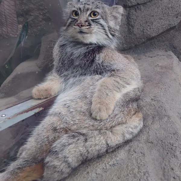 神戸どうぶつ王国のテルの写真