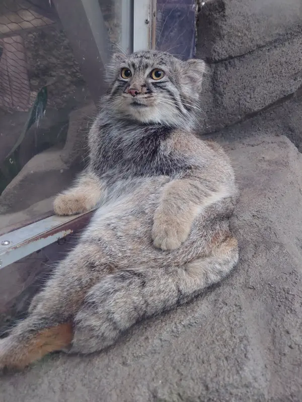 神戸どうぶつ王国のテルの写真