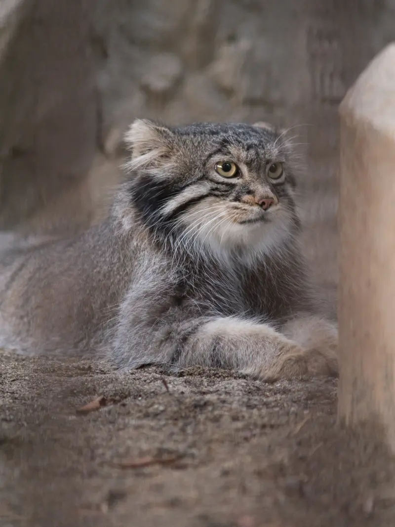 野毛山動物園のフィーガの写真