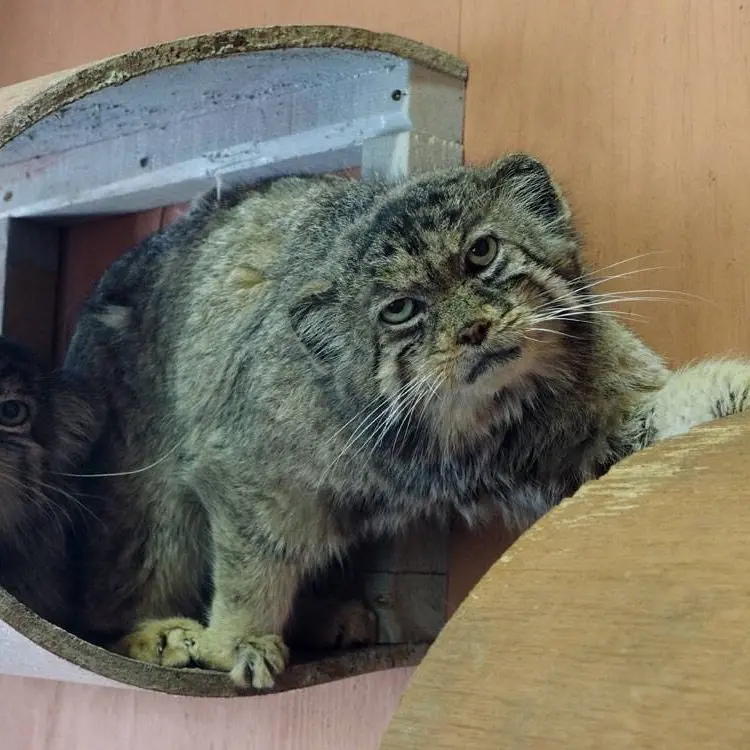 埼玉県こども動物自然公園のセバスチャンとマリィの写真