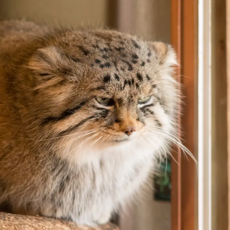 埼玉県こども動物自然公園のロータスの写真