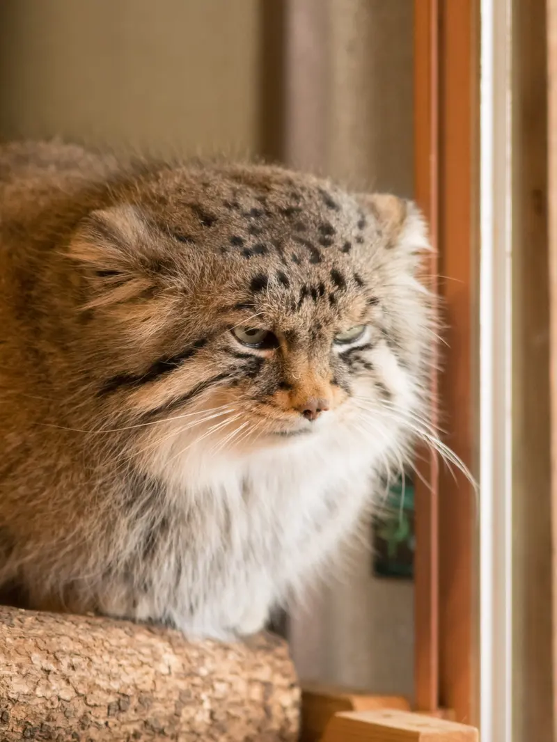 埼玉県こども動物自然公園のロータスの写真