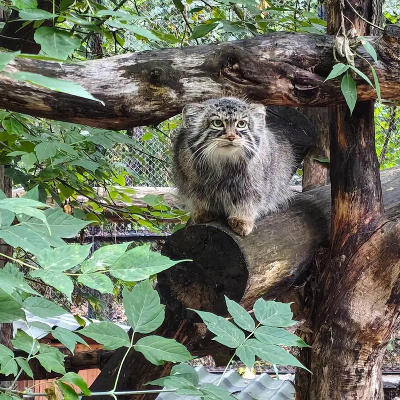 ノヴォシビルスク動物園のゾーシャの写真
