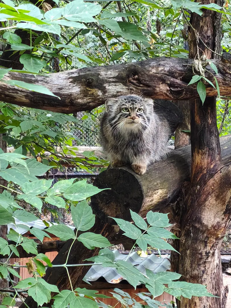 ノヴォシビルスク動物園のゾーシャの写真