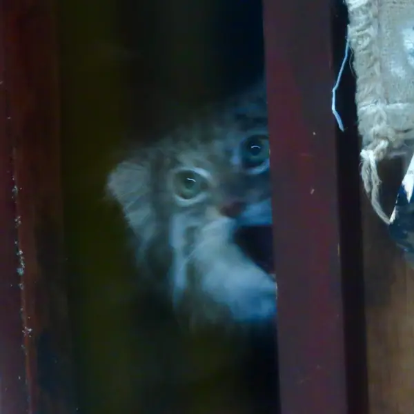 恩賜上野動物園のクリョンの写真