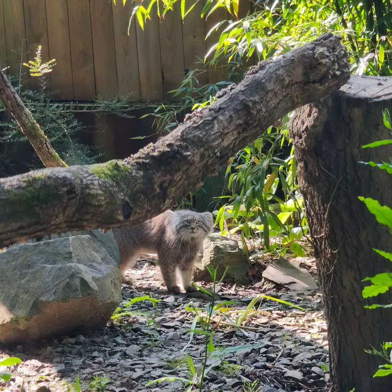 トレゴムール動物園のアルタイの写真