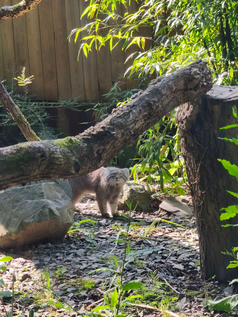 トレゴムール動物園のアルタイの写真