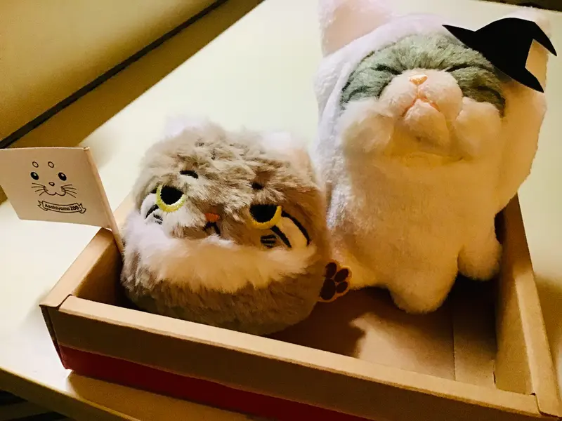 マヌルネコの写真