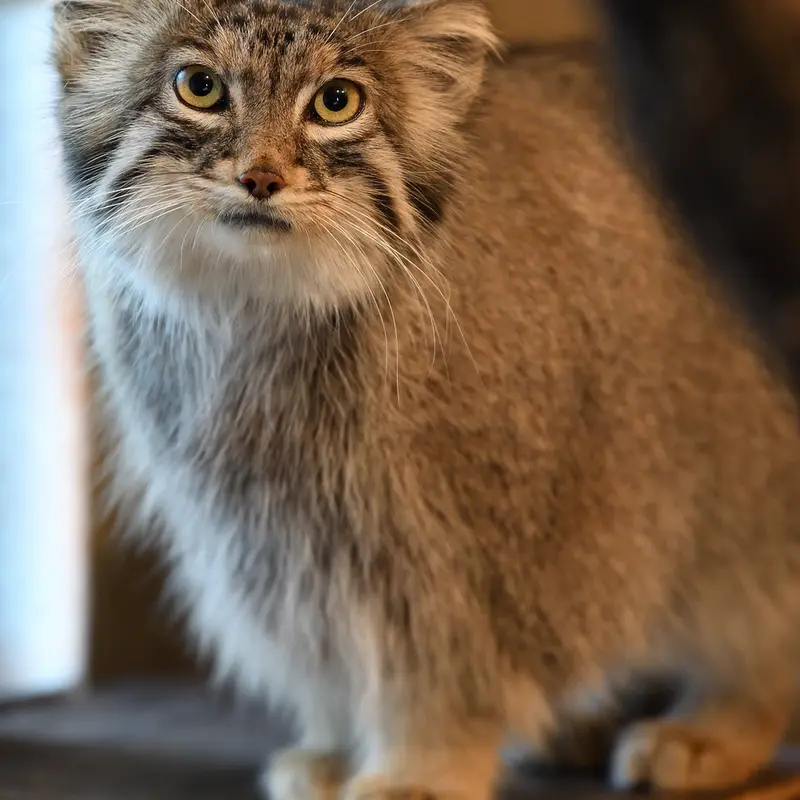 埼玉県こども動物自然公園のオリーヴァの写真