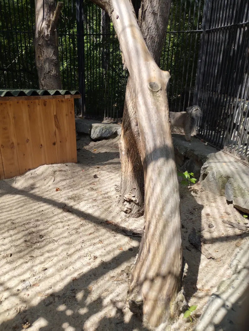 ノヴォシビルスク動物園のマヌルネコの写真