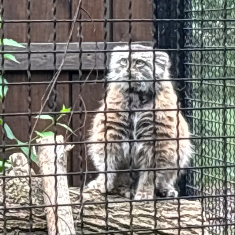 ワルシャワ動物園のジェシーの写真