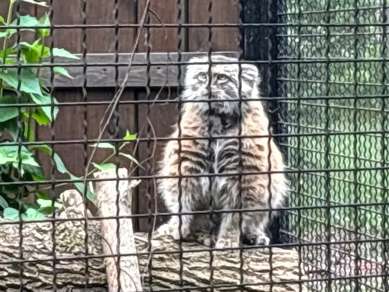 ワルシャワ動物園のジェシーの写真