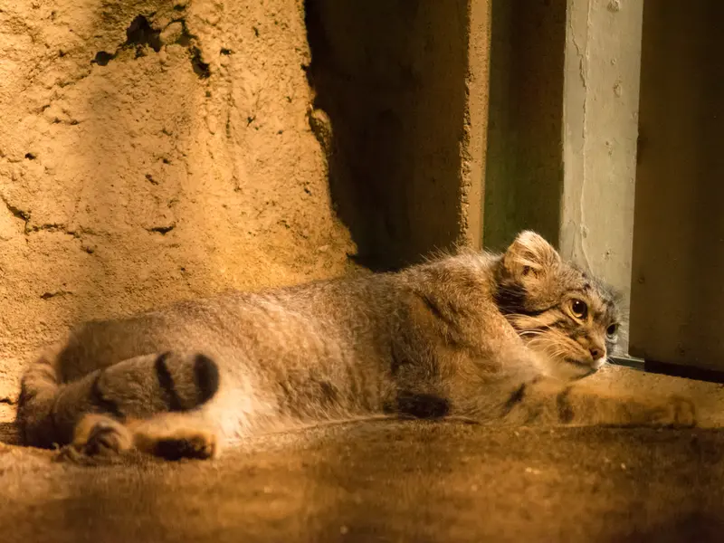 野毛山動物園のフィーガの写真