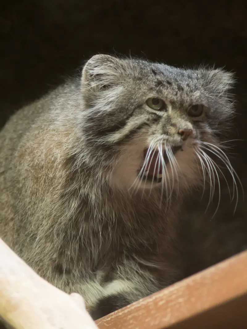恩賜上野動物園のクリョンの写真
