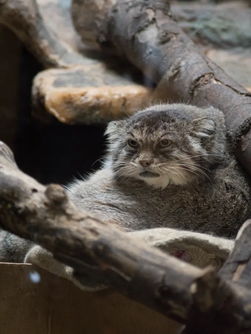 恩賜上野動物園のプリームラの写真