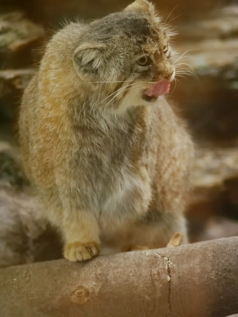 恩賜上野動物園のプリームラの写真