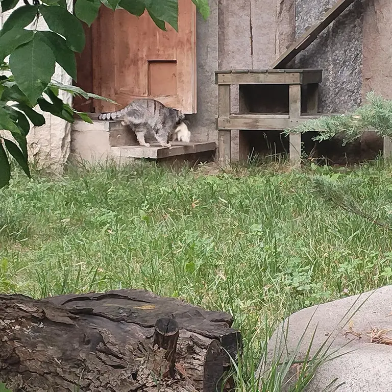 モスクワ動物園のティモフェイの写真
