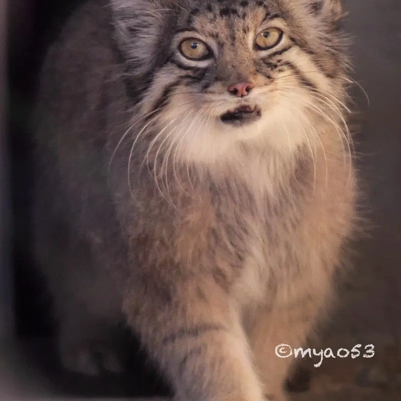 東山動植物園のハニーの写真
