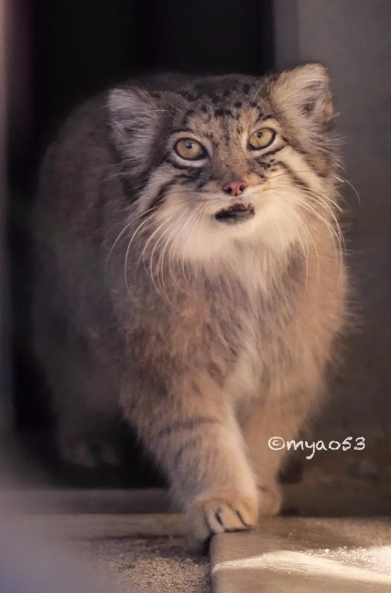 東山動植物園のハニーの写真