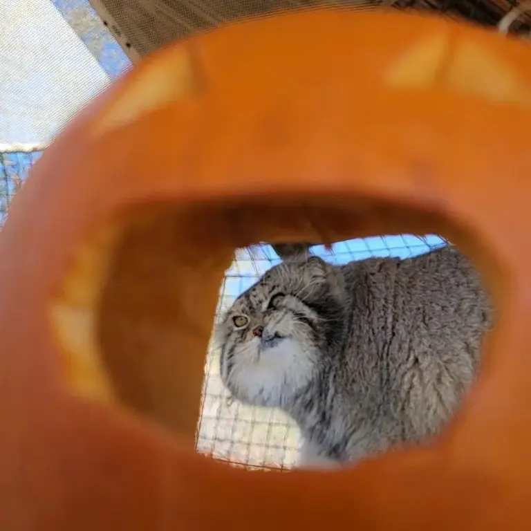 プロジェクト・サバイバルズ・キャット・ヘイブンのガラブの写真