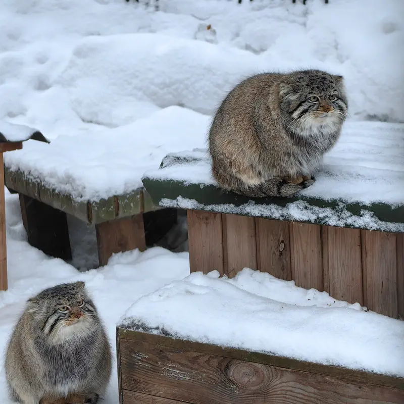 ノヴォシビルスク動物園のキムとスキフの写真