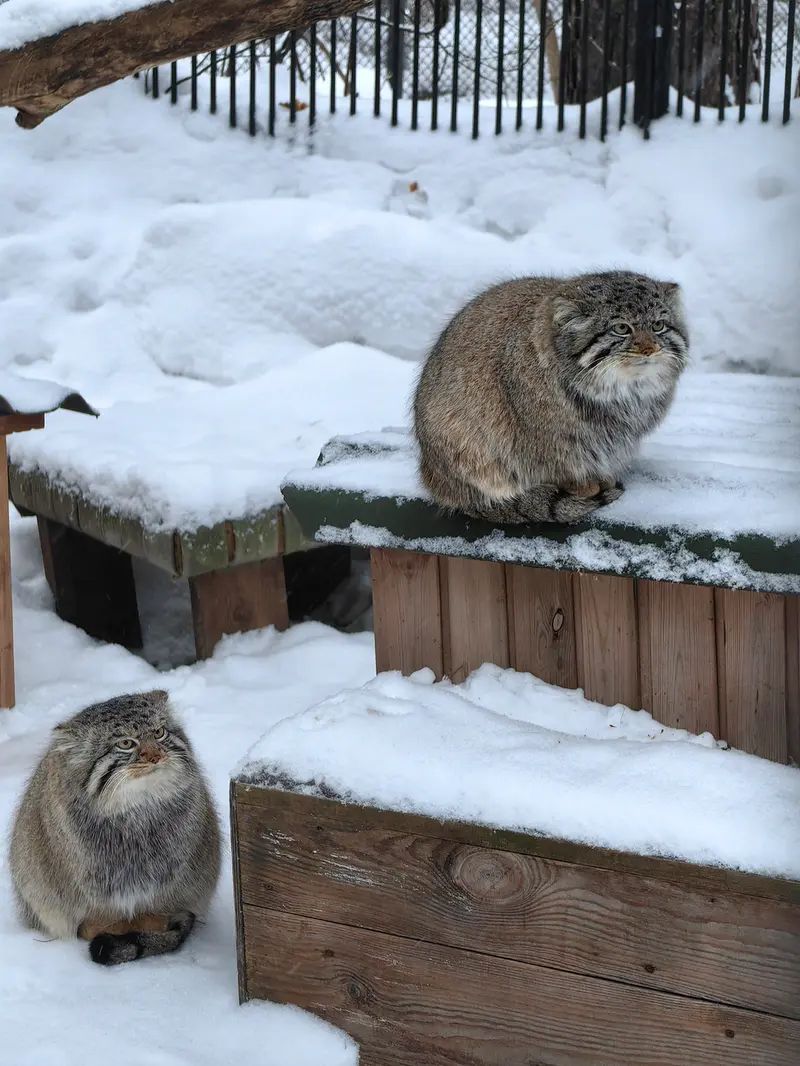 ノヴォシビルスク動物園のキムとスキフの写真