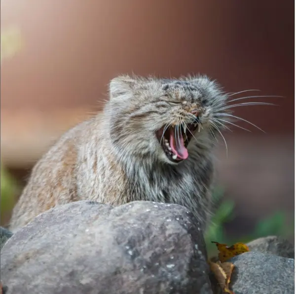 ポズナン新動物園のボジェンカの写真