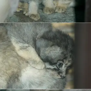 恩賜上野動物園のララー、セバスチャンとシルヴィの写真