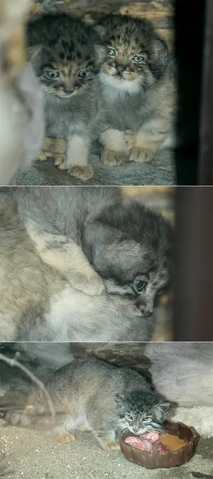 恩賜上野動物園のララー、セバスチャンとシルヴィの写真