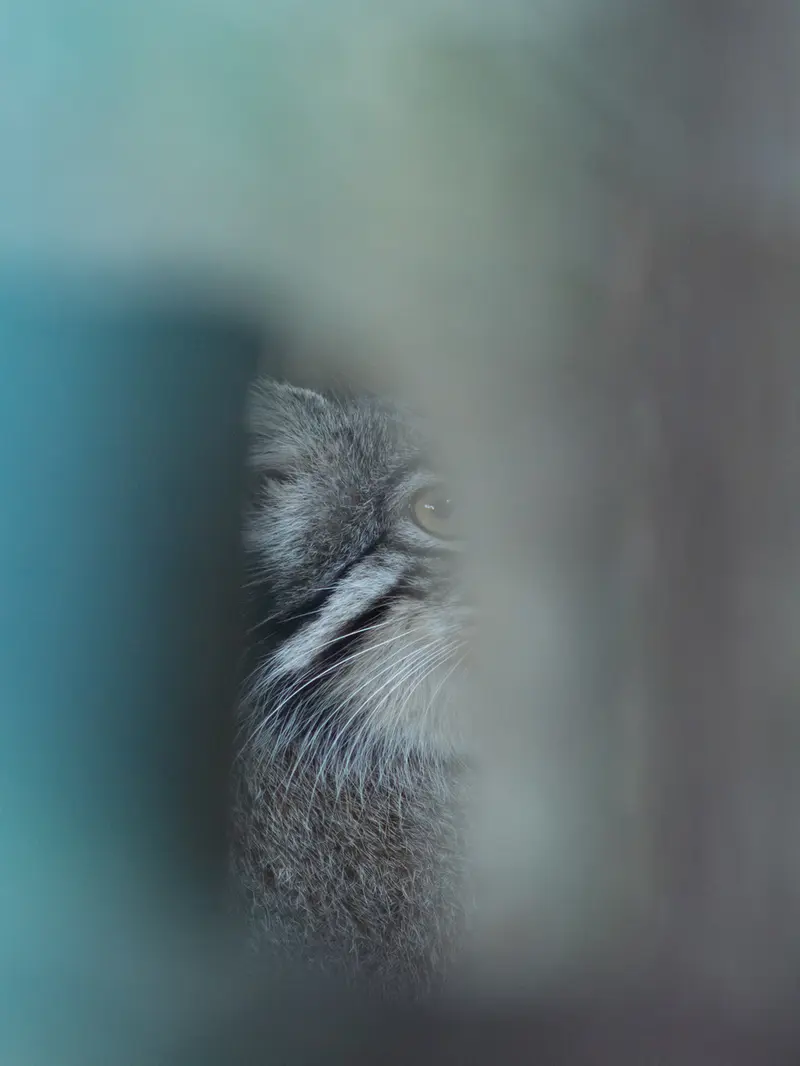 野毛山動物園のフィーガの写真