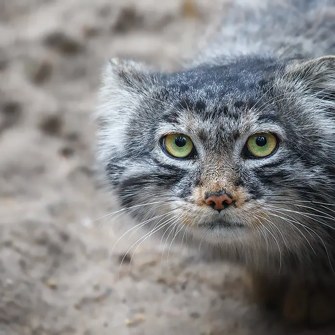ノヴォシビルスク動物園のバルトークの写真