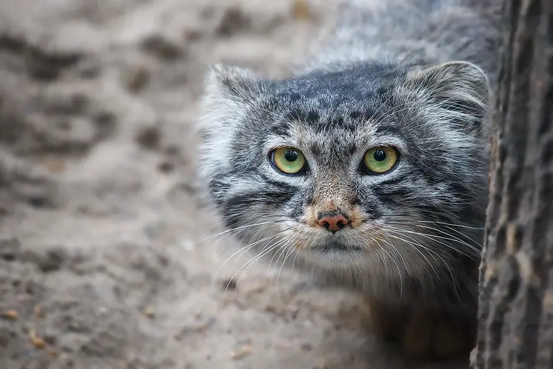 ノヴォシビルスク動物園のバルトークの写真