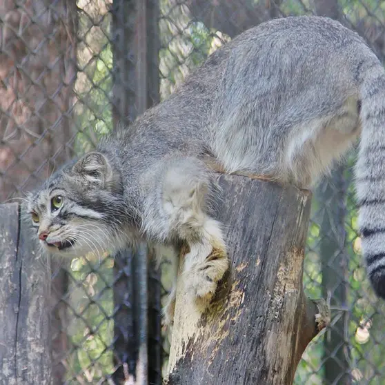 ノヴォシビルスク動物園のレフの写真