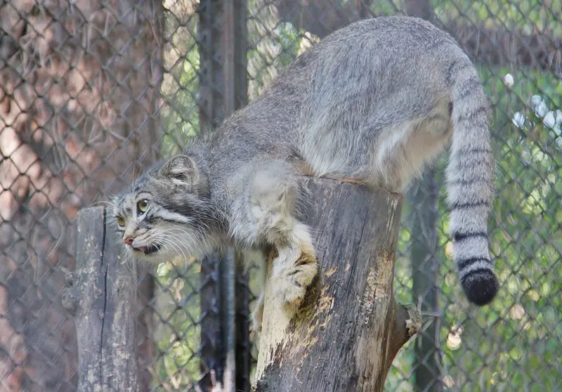 ノヴォシビルスク動物園のレフの写真