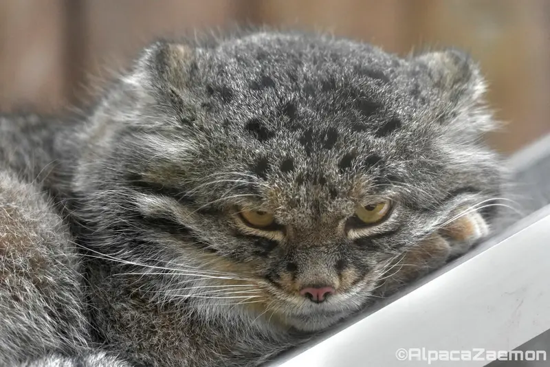 神戸どうぶつ王国のナルの写真