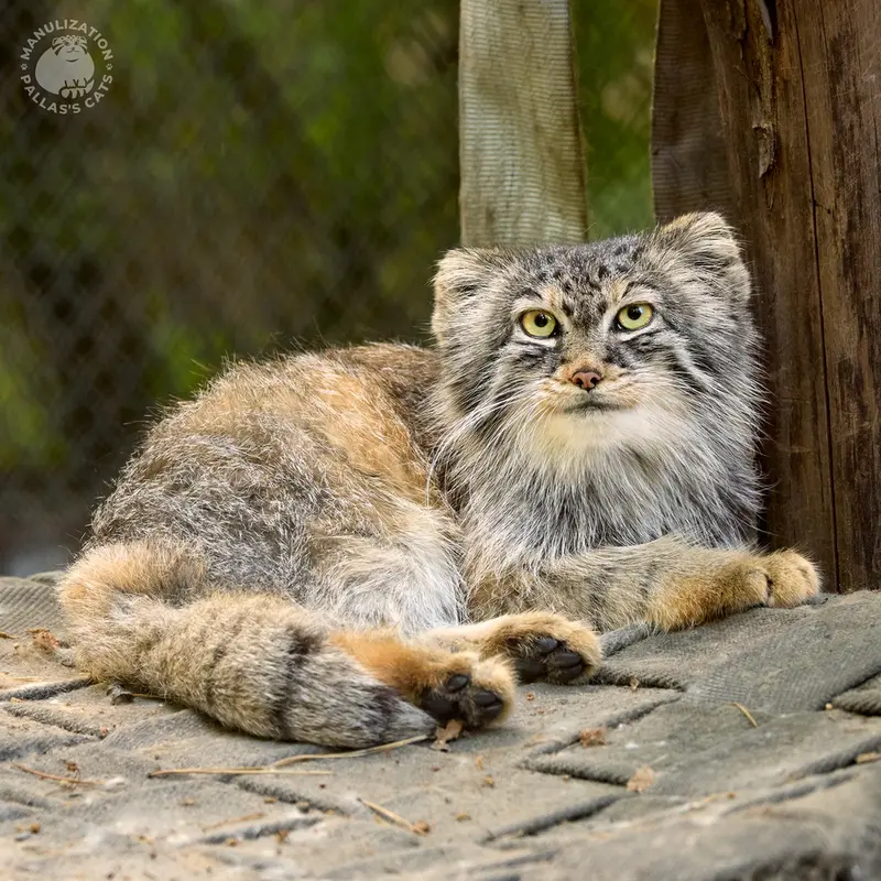 ノヴォシビルスク動物園のロロの写真