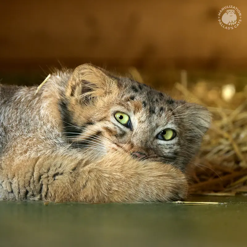 エレバン動物園の謎のマヌルネコ!📦