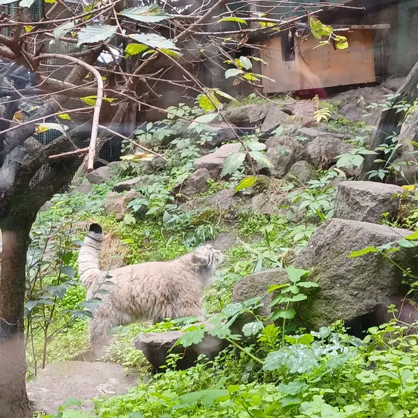 ブダペスト動物園＆植物園のボフスの写真