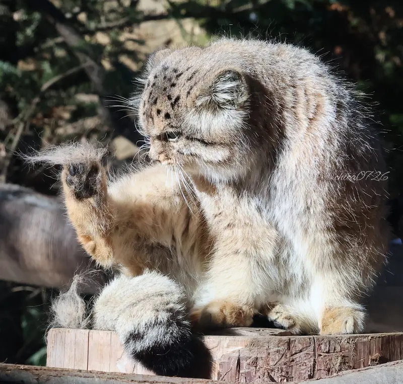 那須どうぶつ王国のボルの写真