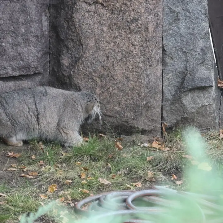 モスクワ動物園のティモフェイの写真