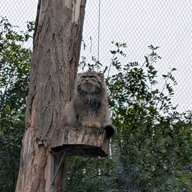 ヴロツワフ動物園のクビの写真
