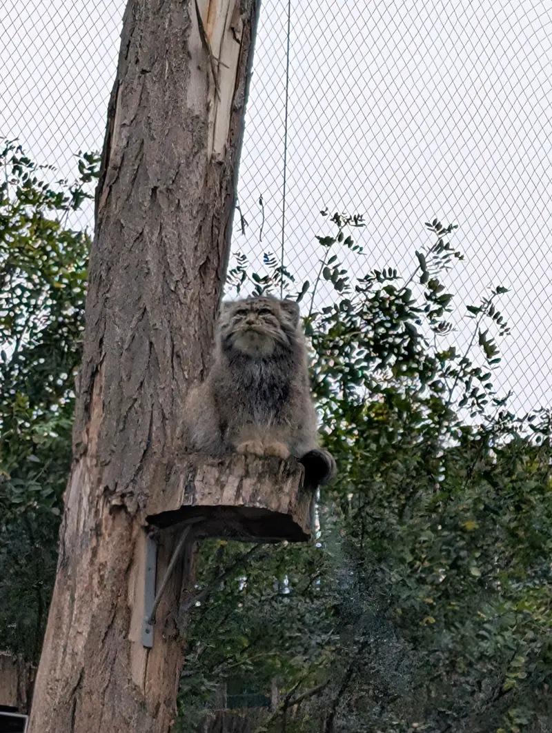 ヴロツワフ動物園のクビの写真