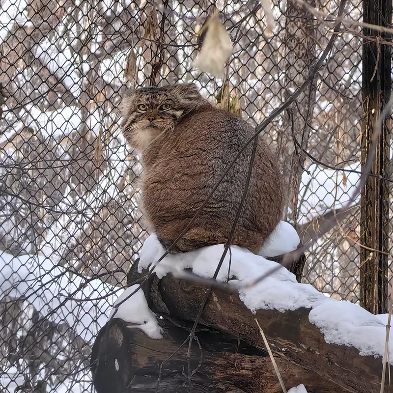 ノヴォシビルスク動物園のジョージの写真