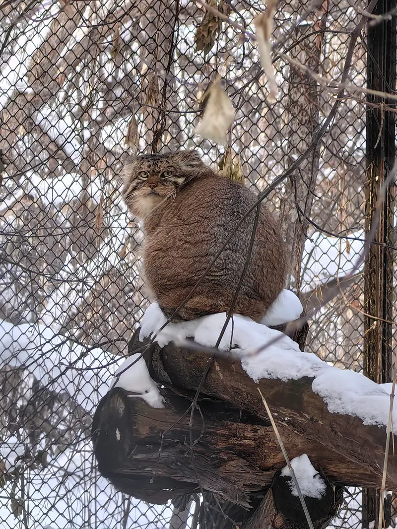 ノヴォシビルスク動物園のジョージの写真