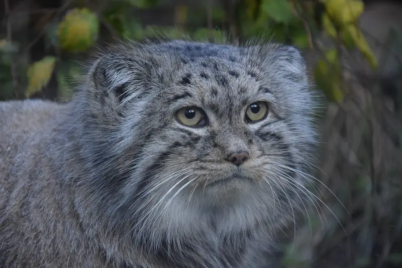 ブダペスト動物園・植物園のボフスの写真