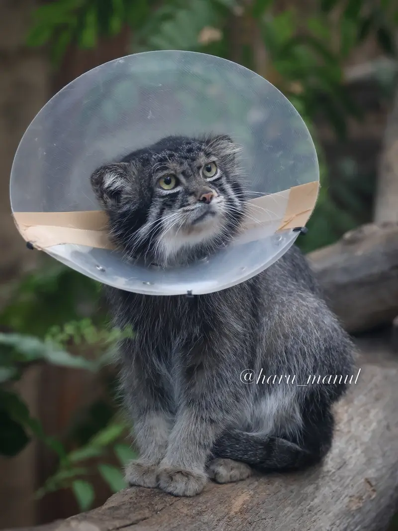神戸どうぶつ王国のナルの写真