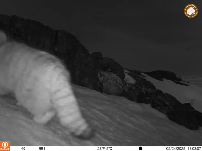アクタス＝クンコラ［新］カメラトラップで撮影したOtocolobus manul manulの写真