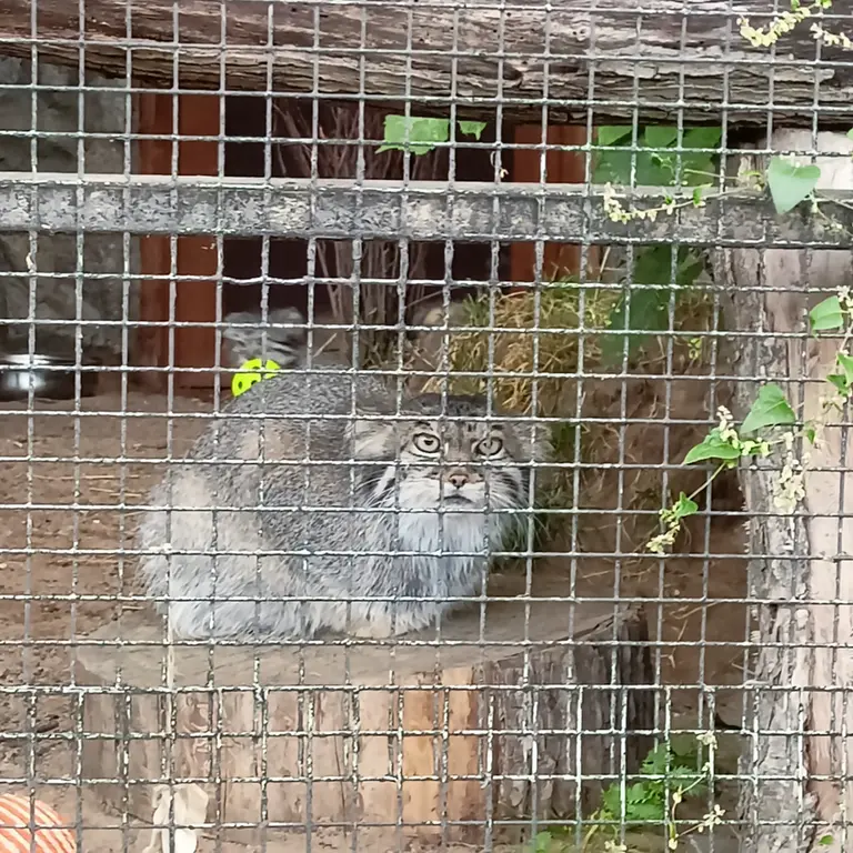 レニングラード動物園のペペの写真