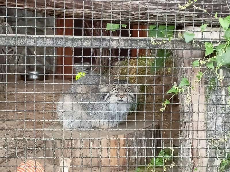 レニングラード動物園のペペの写真